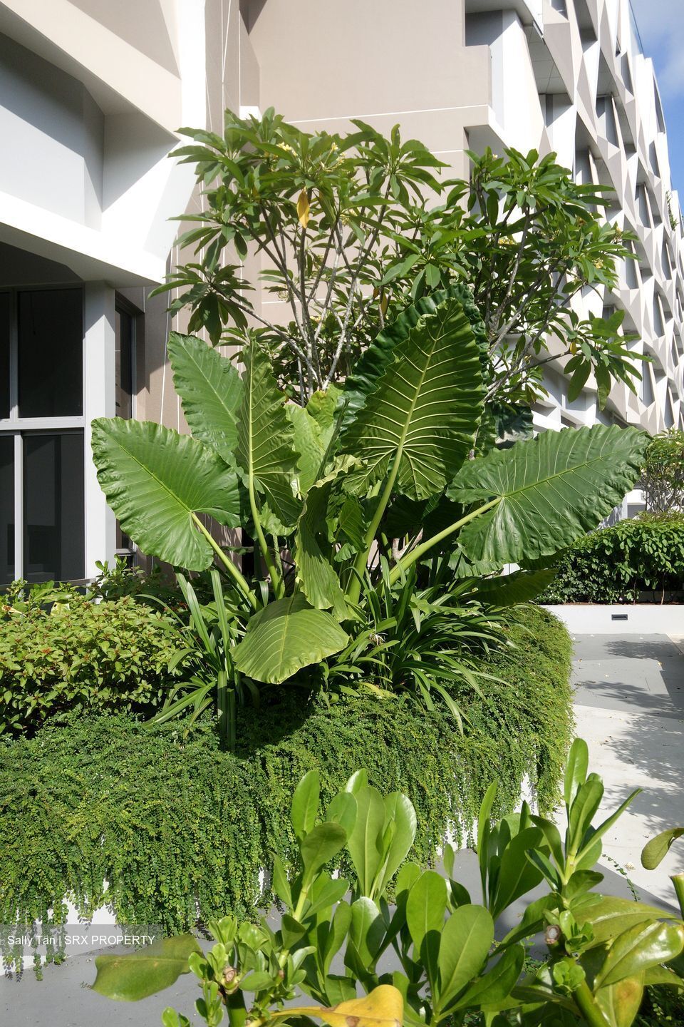 Harbour View Gardens (D5), Apartment #530394511
